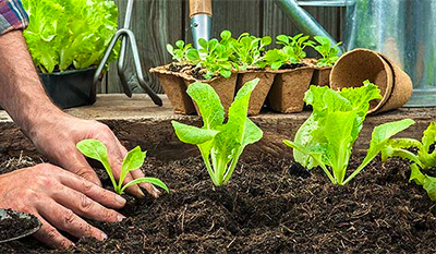 download free vegetable gardening