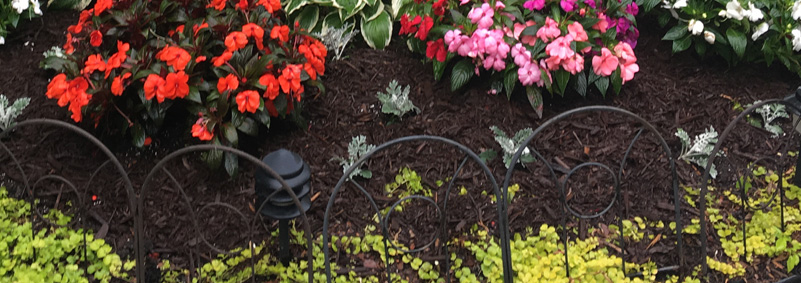 Design, Installation and Maintenance of Annuals