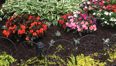 Design, Installation and Maintenance of Annuals