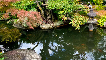 Pond Maintenance